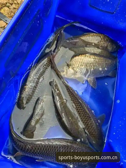 3个步骤掌握博鱼中国登录必备技巧，新手也能快速上手博鱼体育官网
